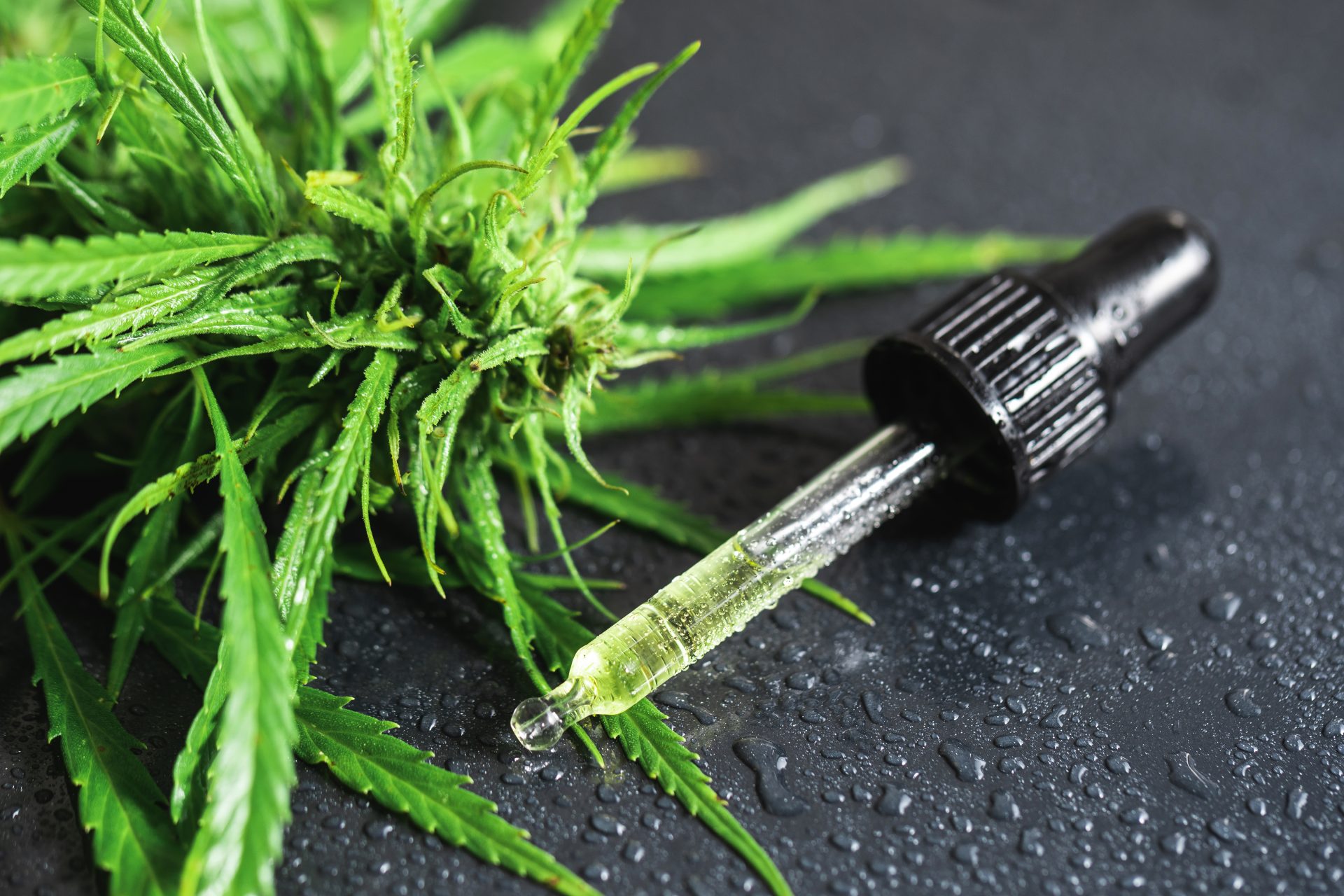 how much thc is in cbd oil