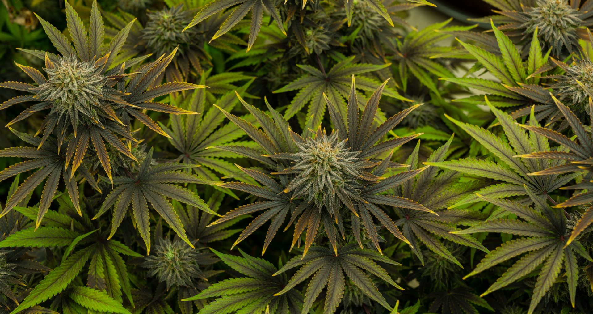 FAB CBD