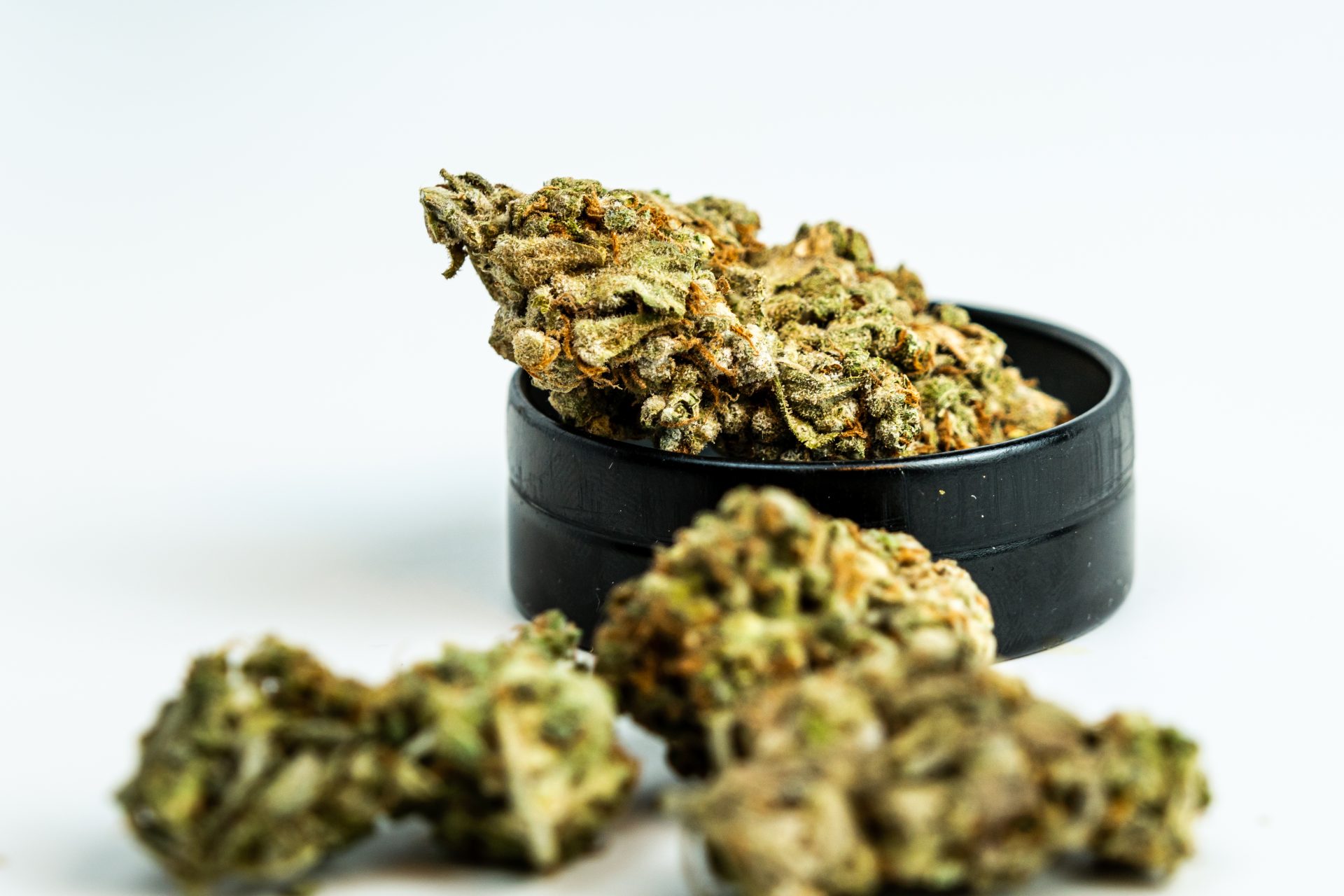 cannabis plant