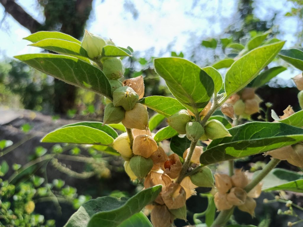 best time to take ashwagandha